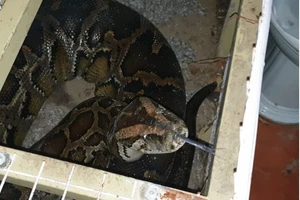 Bàn giao trăn khủng nặng hơn nửa tạ, dài 5 mét ở quận 7