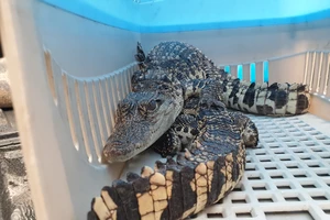 Nuôi 2 con cá sấu trong 2 năm, nam sinh bàn giao cho kiểm lâm