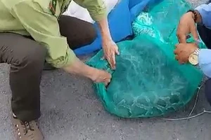 Công nhân phát cỏ bắt được 2 con trăn nặng gần nửa tạ