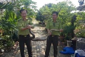 Đang chạy xe gặp trăn đất bò ngang đường liền bắt giao kiểm lâm