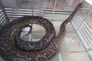 Người dân bàn giao 2 con trăn đất ‘khủng’ cho kiểm lâm