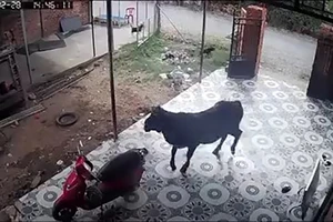 Bò tuột dây húc cụ già và em bé ở TP.HCM