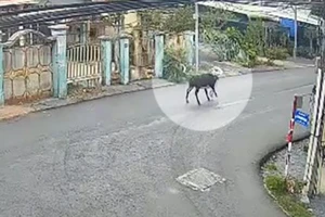 Cụ bà 78 tuổi bị bò húc ở Củ Chi đã qua đời