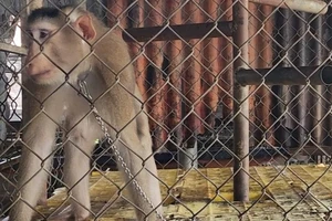 Nuôi 4 năm, thấy khỉ đổi tính nên bàn giao cho kiểm lâm