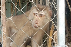 2 con khỉ đuôi lợn quý hiếm hay cắn người bị bắt