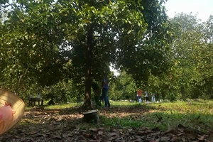 Người phụ nữ hiền lành chết thảm ở vườn trái cây, gần đó có bao thuốc, dao bấm…