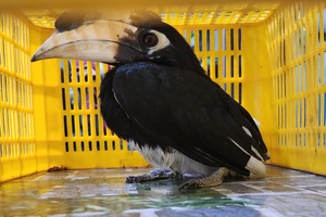 Con chim lạ bị bắt khi đậu trên nhà dân ở Gò Vấp