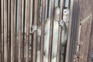 Người dân bàn giao khỉ đuôi dài nặng 7kg ở Bình Tân
