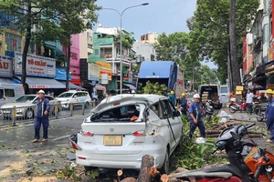 Ngọn cây dầu cao 30 m gãy rơi đè ô tô, xe máy ở trung tâm TP.HCM