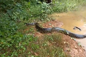 60 động vật hoang dã gồm con trăn 42kg được thả về tự nhiên