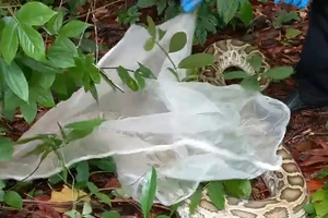 Kiểm lâm thả 65 cá thể động vật hoang dã về rừng ở Đồng Nai