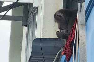 Khỉ đuôi lợn đực quậy nhà dân ở Vĩnh Lộc B bị bắt