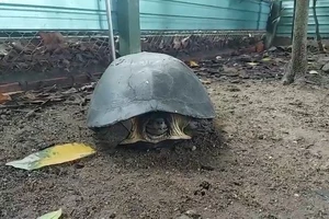 Nhặt được rùa 8kg khi đi xe máy cùng bạn vào ban đêm