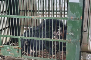 Người dân bàn giao gấu ngựa cụt 1 tay, nặng gần 2 tạ ở TP Thủ Đức