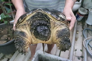 Quyết không cho rùa cá sấu làm ‘giả cầy’ mà liên hệ kiểm lâm để bàn giao