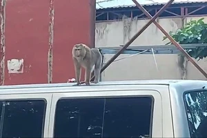 2 con khỉ quậy, hay bẻ trộm trái cây, bắt chó gà ở Hóc Môn và quận 12