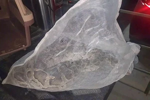 Trăn dài 1,7 mét bò vào bãi xe chung cư ở Bình Thạnh