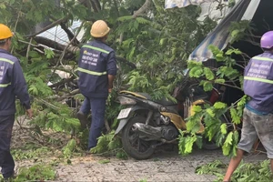 Cây bật gốc đè trúng nhiều xe máy trước quán cà phê ở Tân Phú