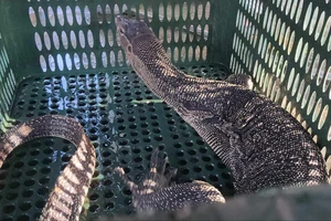 Dùng rổ bắt kỳ đà hoa quý hiếm ở kênh Tham Lương