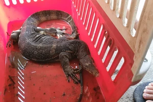 Kỳ đà quý hiếm nặng 4kg bò vào nhà vệ sinh ở TP Thủ Đức