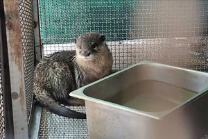 Đặt lú ở rạch, người đàn ông bắt được rái cá quý hiếm