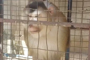 Người đàn ông ở TP Thủ Đức bàn giao con khỉ 16kg nuôi 5 năm cho kiểm lâm
