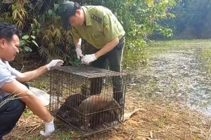 Con khỉ 'quậy' ở xã Vĩnh Lộc B cùng 40 động vật hoang dã được thả về Đồng Nai