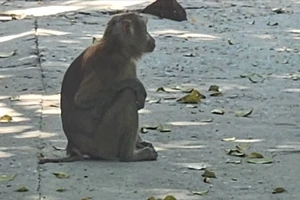 Khỉ đuôi lợn vào quán cà phê cắn nữ nhân viên bị thương ở quận 12