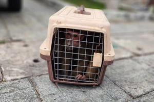 Khỉ mặt đỏ ‘hù’ khiến người phụ nữ bị té ở Bình Chánh