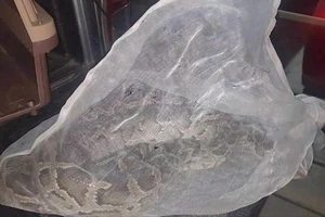 Con trăn 1,7 m bò vào chung cư Mỹ Phước đã được thả về Cát Tiên