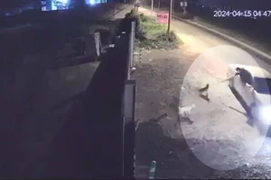 Nuôi 7 con chó gần năm, còn 1 con thì bị trộm đi ô tô bắt mất