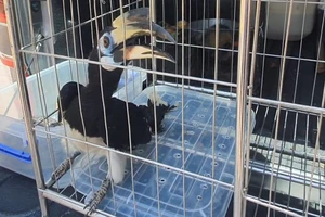 Con chim lạ bay vào ngôi nhà ở huyện Hóc Môn, nhiều người không dám bắt