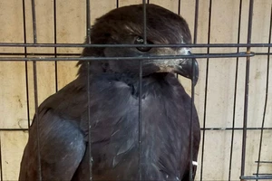 Con chim lớn bay vào trường học ở quận 4 được bảo vệ bắt lại