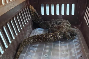 Người dân bắt được kỳ đà vân quý hiếm bị cụt chân bò vào nhà