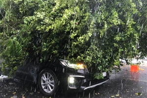 Ảnh hiện trường giông lốc, cây đổ, nhà tạm ở công trường đường Vành Đai 3 tốc mái