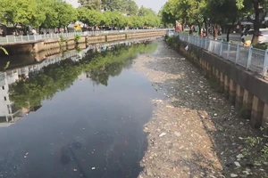 Lại tiếp tục tái diễn cảnh ‘mưa to đầu mùa, cá chết đầy kênh Nhiêu Lộc – Thị Nghè’