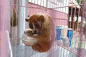 Quét sân, người dân ở TP Thủ Đức bắt được con ‘cù lần’ quý hiếm trên cây khế