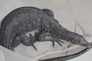 Con kỳ đà bơi trên sông nghi đi bắt gà bị dân dùng vợt bắt ở Nhà Bè