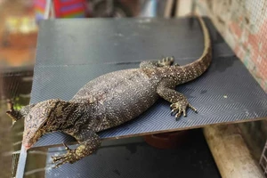 Nghe chó sủa lúc 12 giờ đêm, người đàn ông ở Gò Vấp bắt được con vật quý