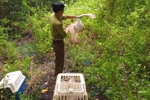 5 con khỉ bị người đàn ông bắt ở rừng Cần Giờ được thả về tự nhiên