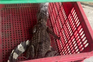 Người dân vây bắt con cá sấu nặng 8kg ở Quận 12