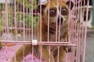 Người đàn ông ở Thủ Đức bắt được con vật quý ở cây xoài sau nhà