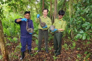 Tê tê quý bò vào trường học trong đêm mưa ở quận 12 được thả về tự nhiên