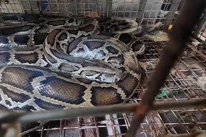 Đầu năm Ất Tỵ, người dân TP Thủ Đức bàn giao 3 con trăn ‘khủng’