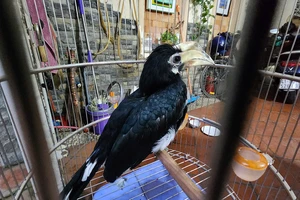 Về nhà lúc nửa đêm thì thấy con chim lạ, nam thanh niên giao kiểm lâm