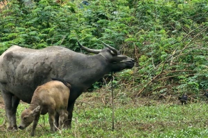 Nguyên nhân vụ trâu húc ở Bình Chánh là do 2 người chọc ghẹo trâu