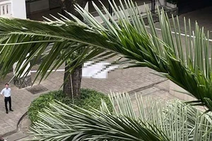 Nam thanh niên rơi lầu ở khuôn viên 1 trường đại học ở TP.HCM