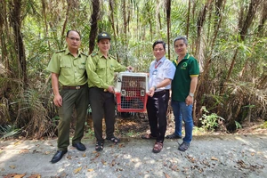 Con rái cá vuốt bé quý hiếm là vật chứng trong vụ án hình sự được thả về Cần Giờ