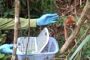 Con cu li quý hiếm bắt được ở TP Thủ Đức cùng 23 động vật hoang dã được thả về tự nhiên