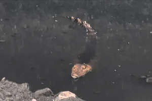 Cảnh sát tìm bắt con cá sấu được người dân phát hiện dưới kênh Nước Đen